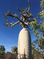 Image of Pachypodium geayi Costantin & Bois