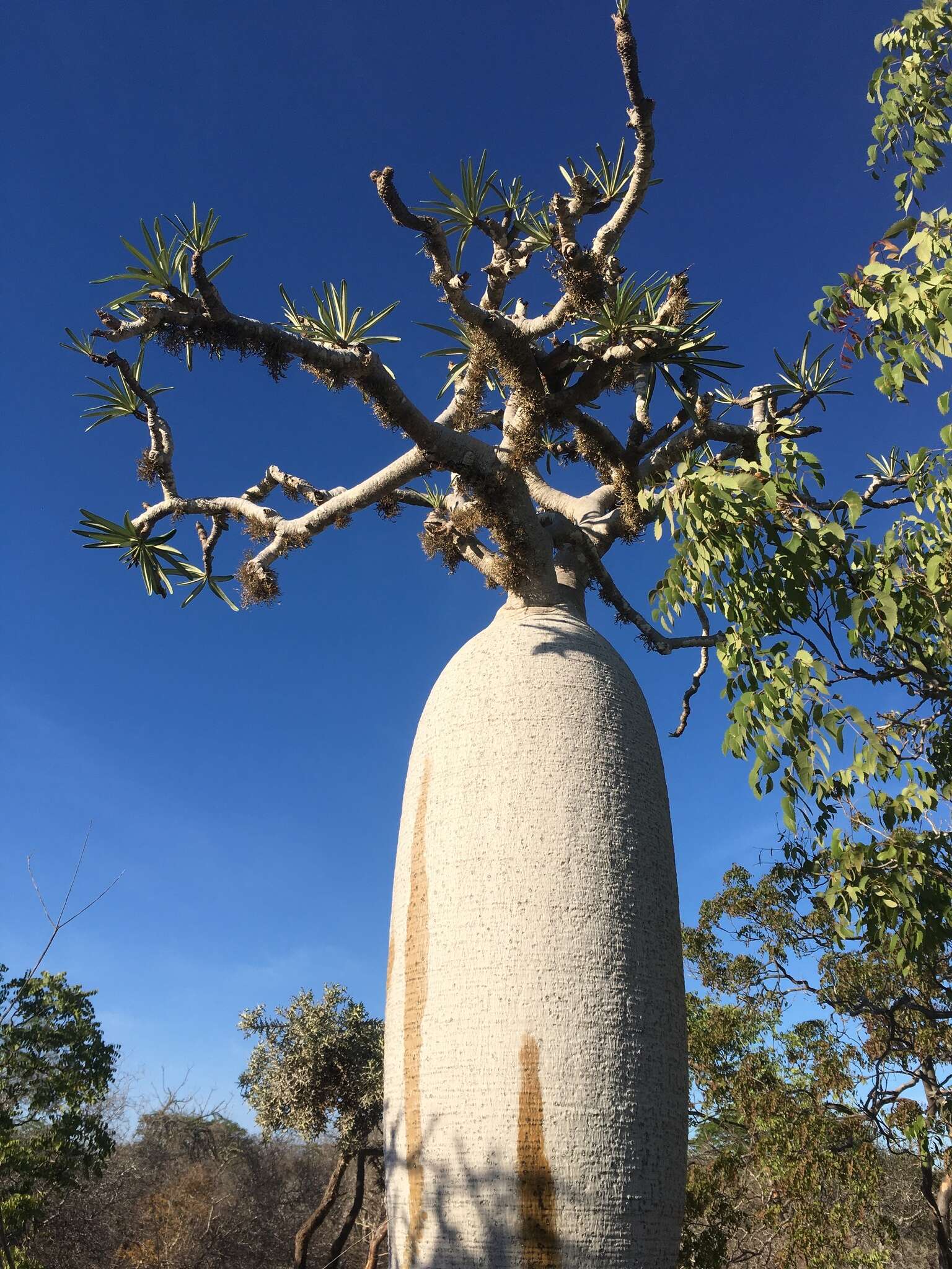 Image of Pachypodium geayi Costantin & Bois