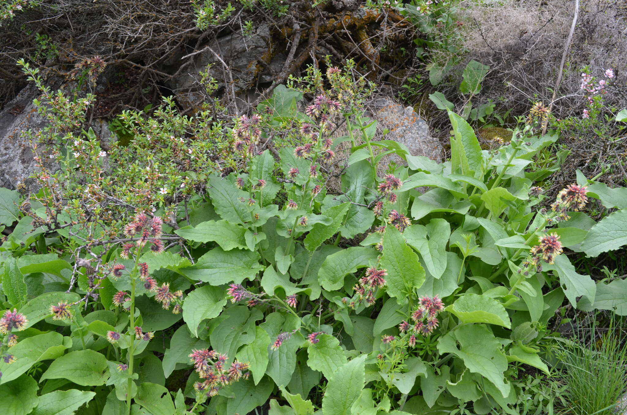 Image de Cynoglossum circinnatum (Ledeb.) Greuter & Burdet