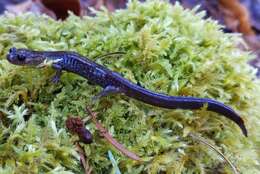 Image of Siskiyou Mountains salamander