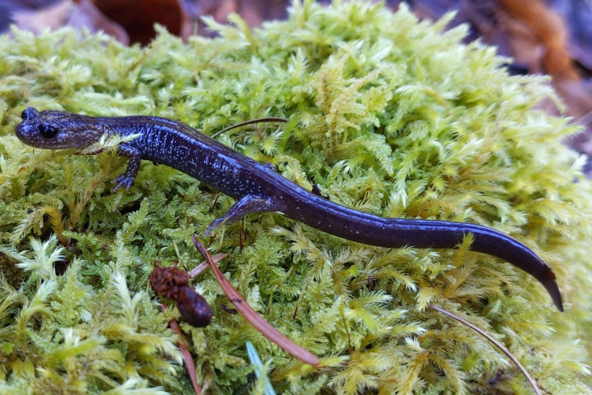 Image of Siskiyou Mountains salamander