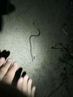 Image of Western Blind Snake