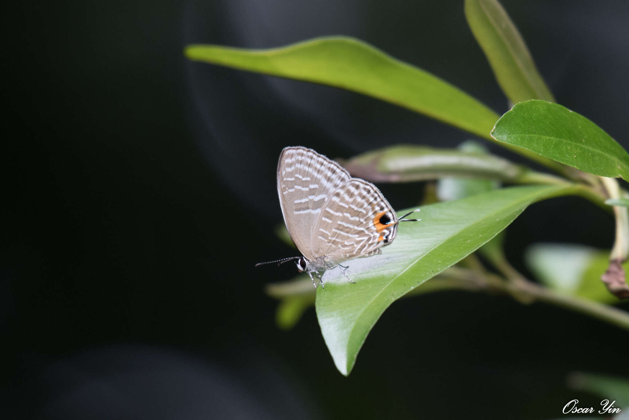 Image of <i>Jamides alecto dromicus</i>