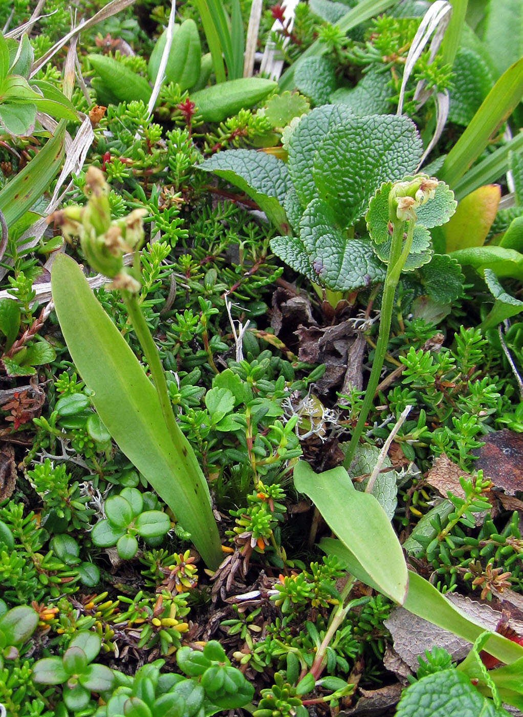 Image of bluntleaved orchid