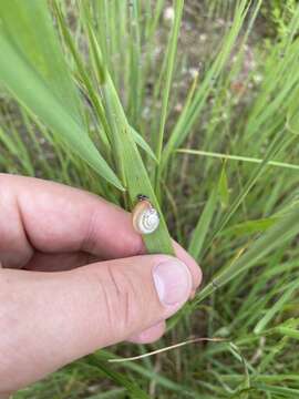 Image of Carthusian snail