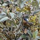 Image of Tit-like Dacnis (parina)