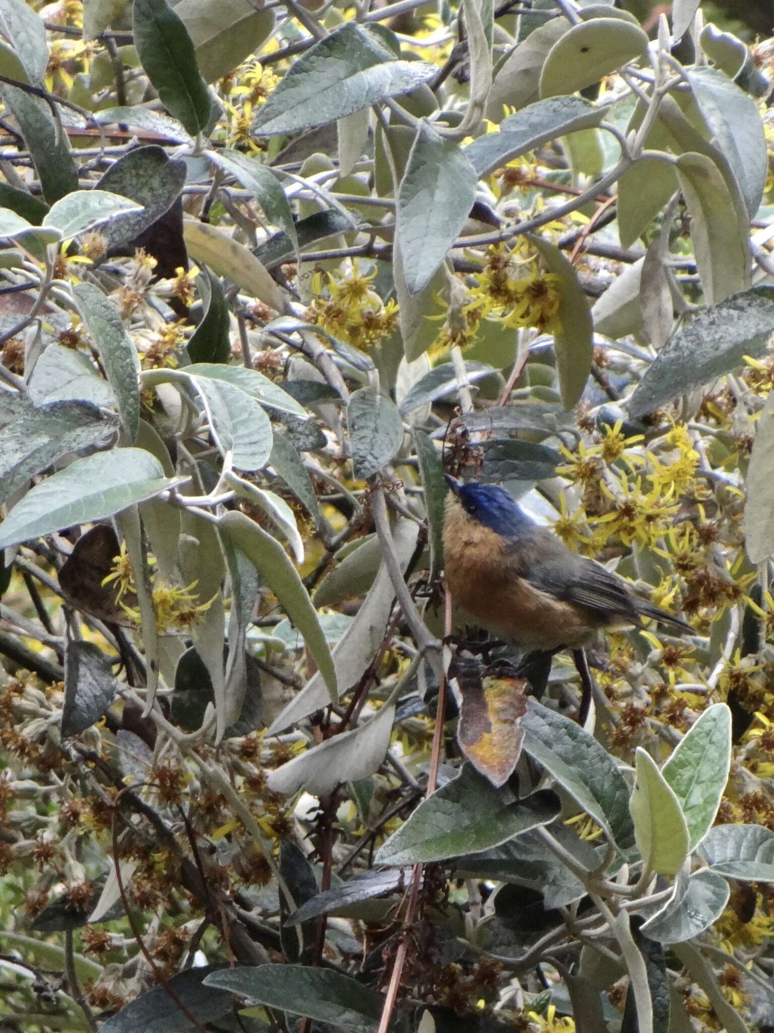 Image of Tit-like Dacnis (parina)