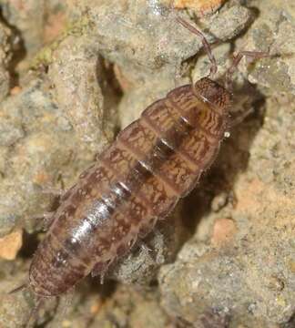 Image of Ctenoscia Verhoeff 1928