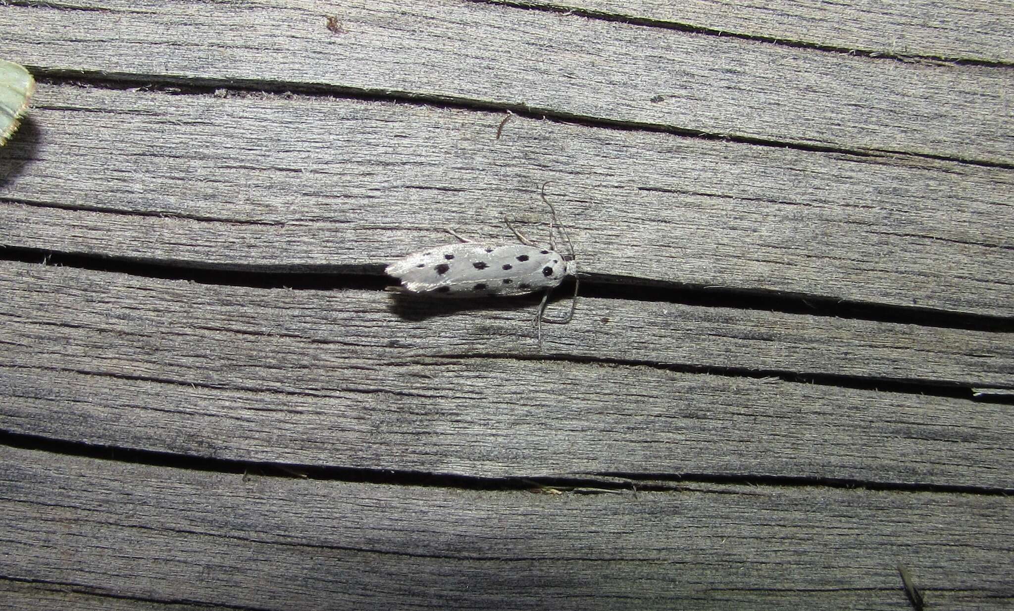 Image of Ethmia dodecea Haworth 1828