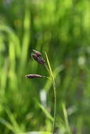 Image of Carex aterrima Hoppe