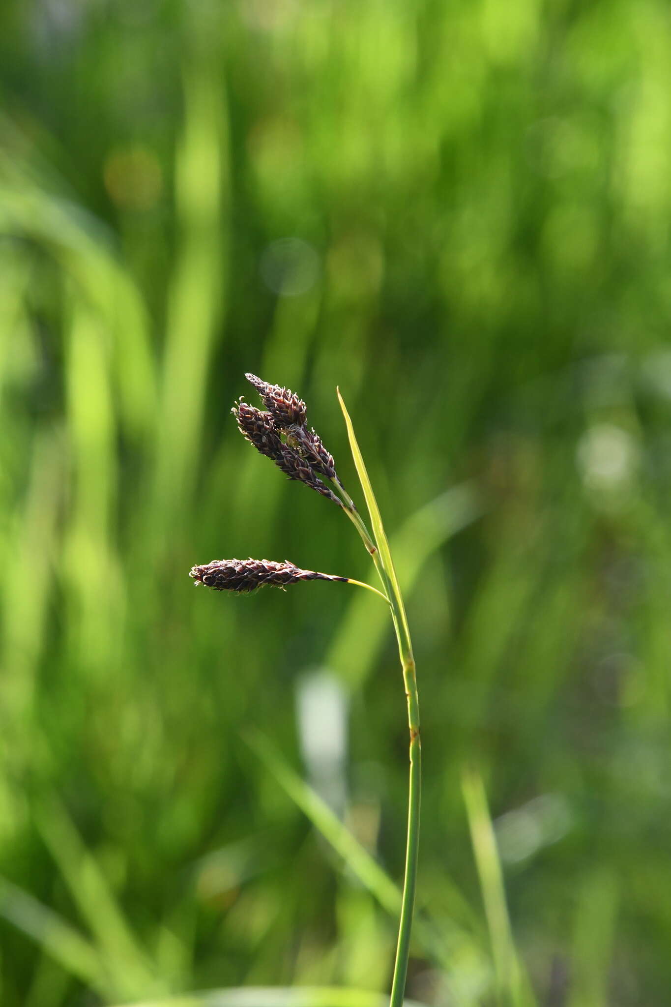 Image of Carex aterrima Hoppe