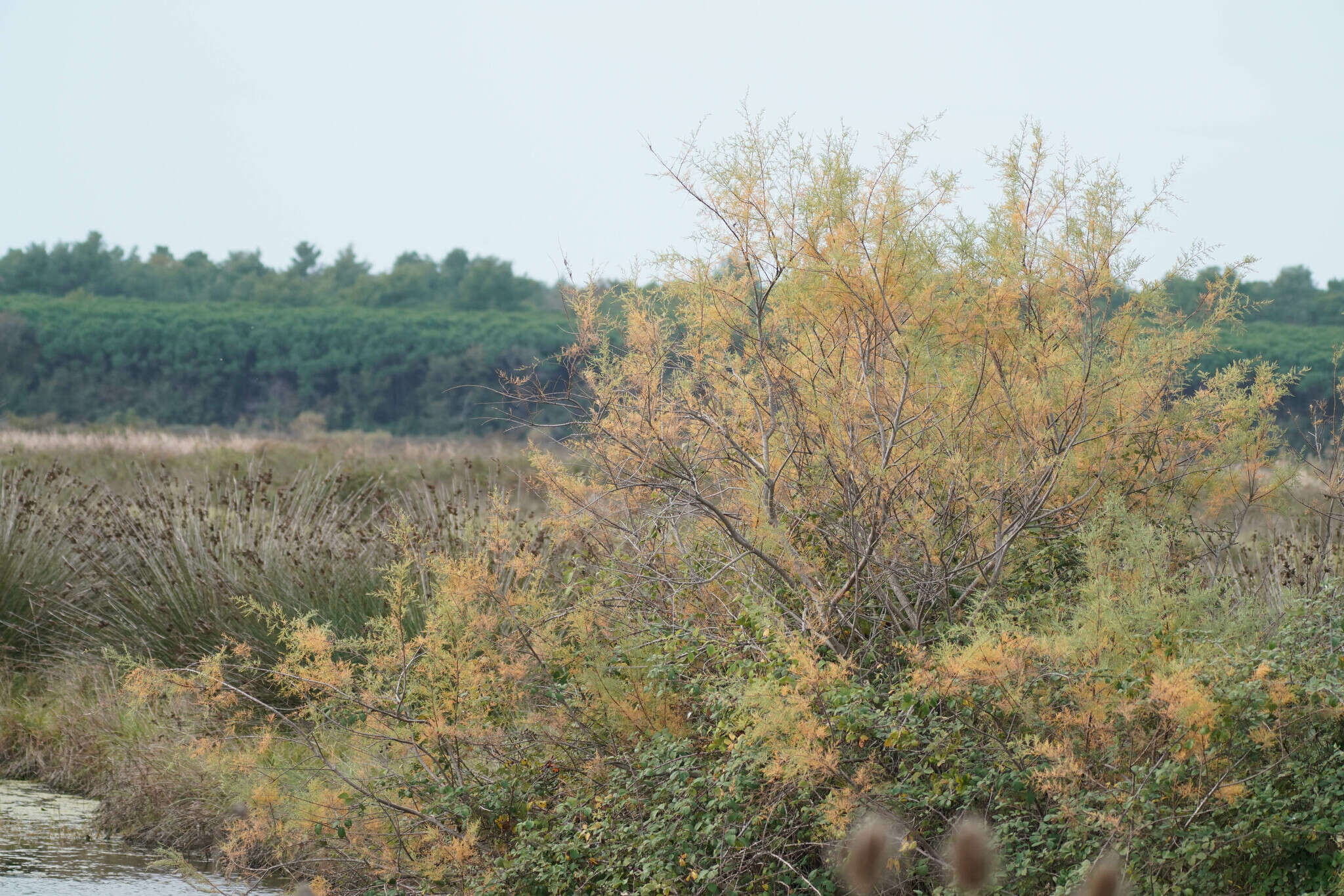 Image of Tamarix dalmatica Baum