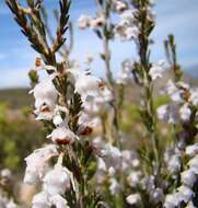 Image of Erica selaginifolia Salisb.