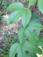 Plancia ëd Passiflora incarnata L.