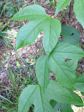 Plancia ëd Passiflora incarnata L.