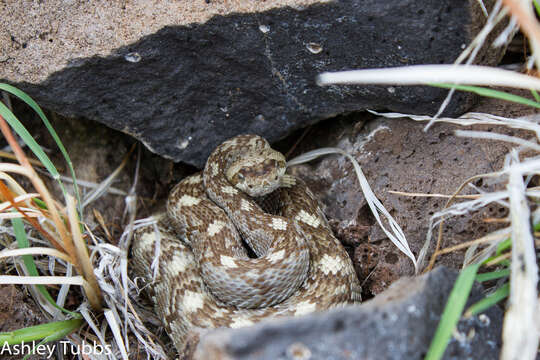 Image of Crotalus ornatus Hallowell 1854