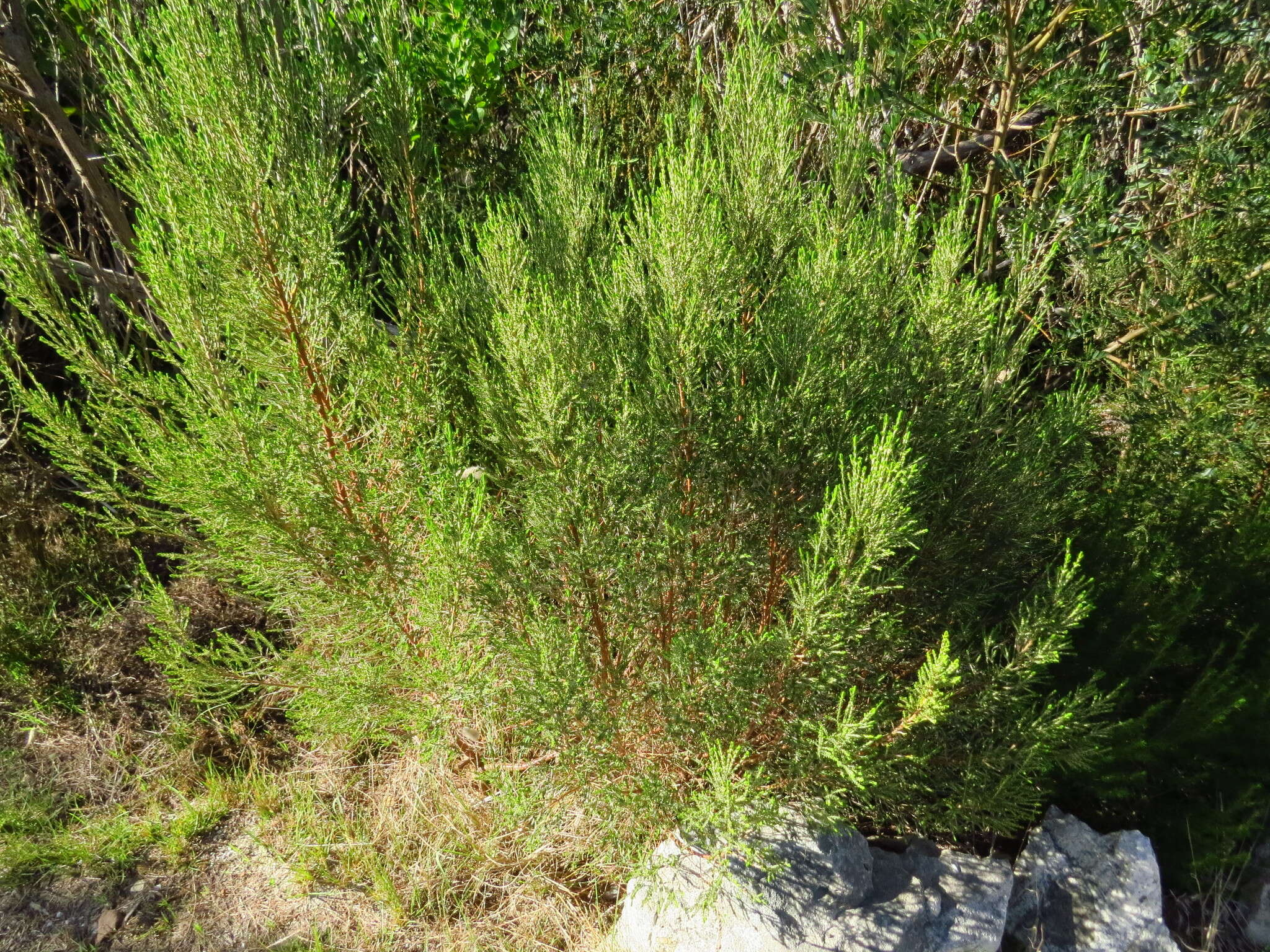 Image of Passerina corymbosa Eckl. ex C. H. Wright