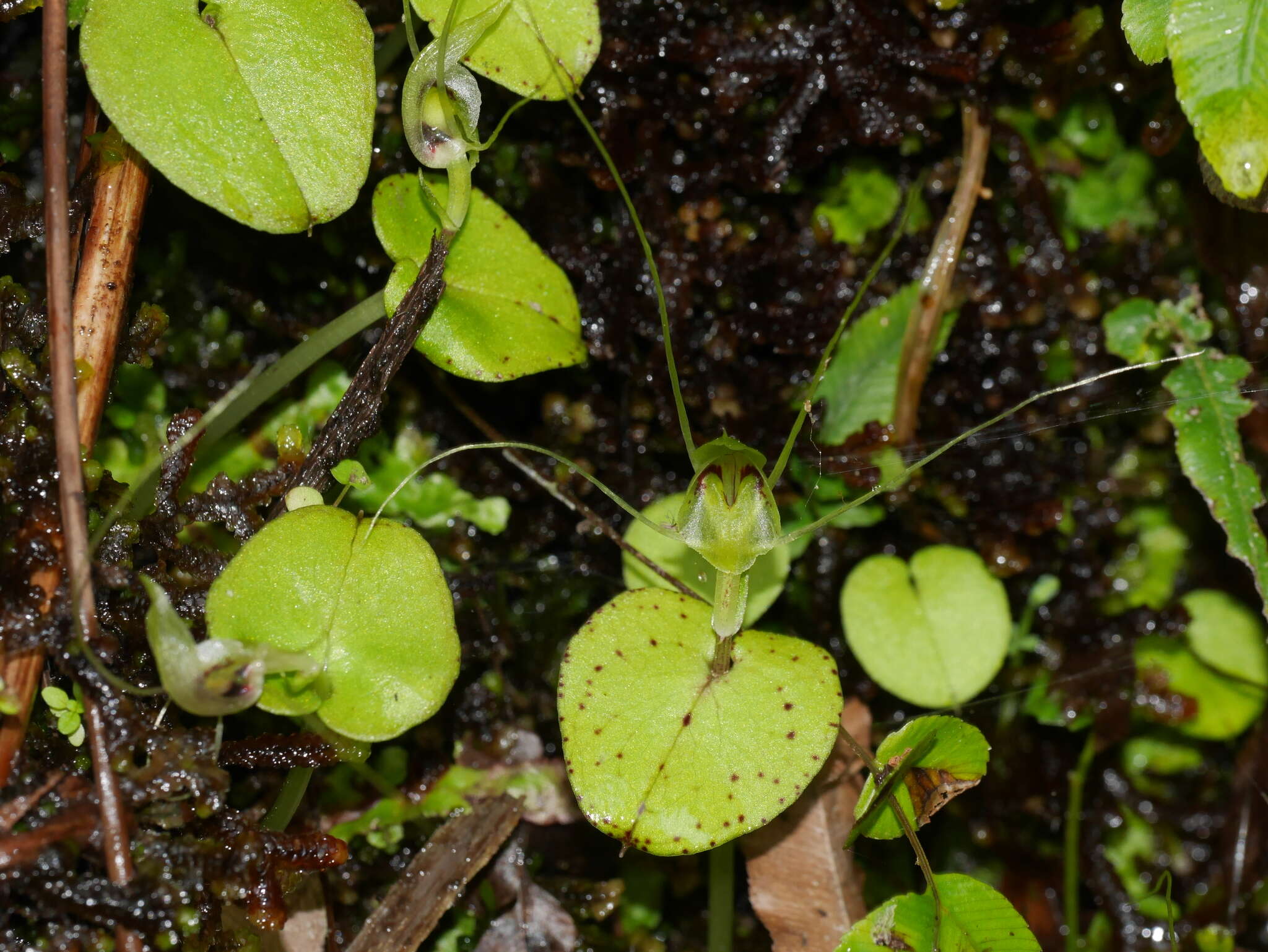 Image of Corybas papa Molloy & Irwin