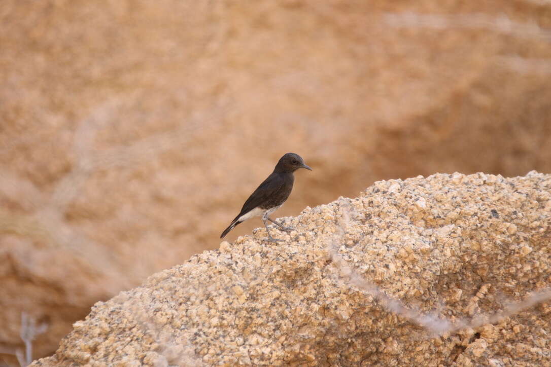 Image of Mountain Wheatear