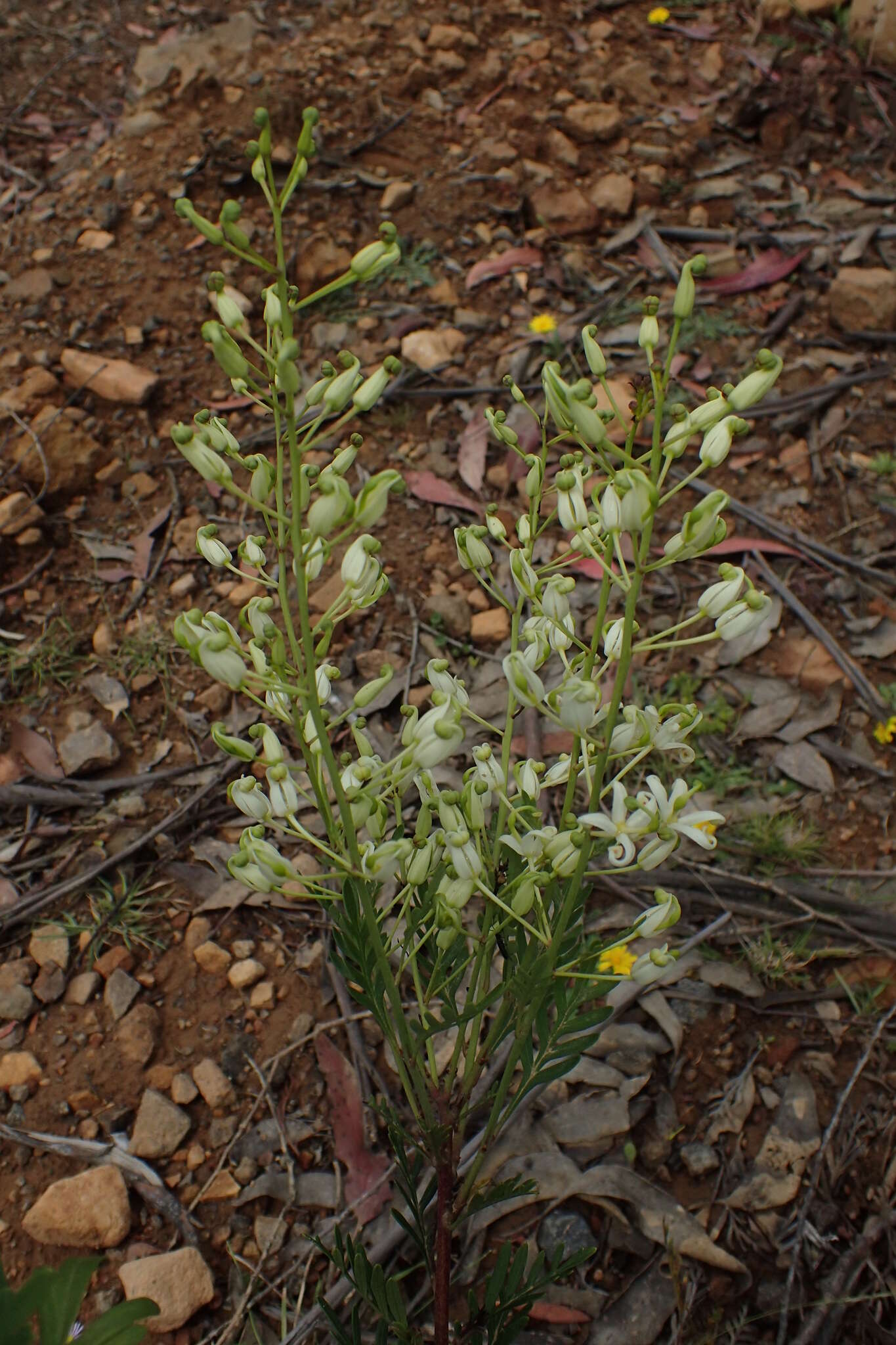 Imagem de Lomatia tinctoria (Labill.) R. Br.