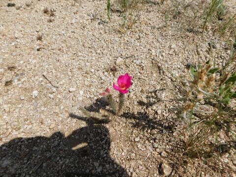 Image of Portulaca eruca Hauman