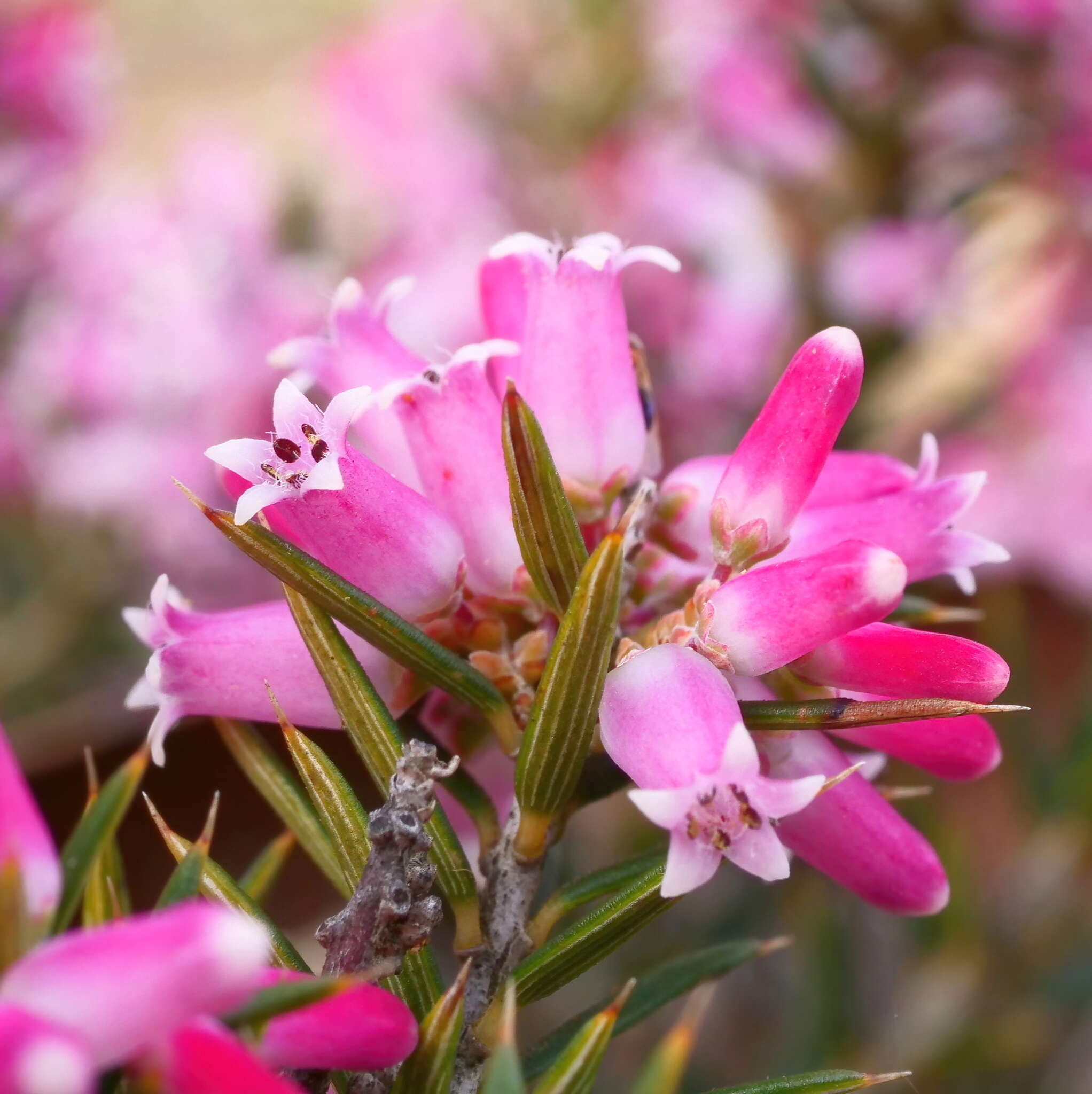 Imagem de Lissanthe strigosa subsp. subulata (R. Br.) J. M. Powell