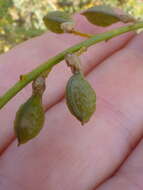 Sivun Wiborgia obcordata (P. J. Bergius) Thunb. kuva