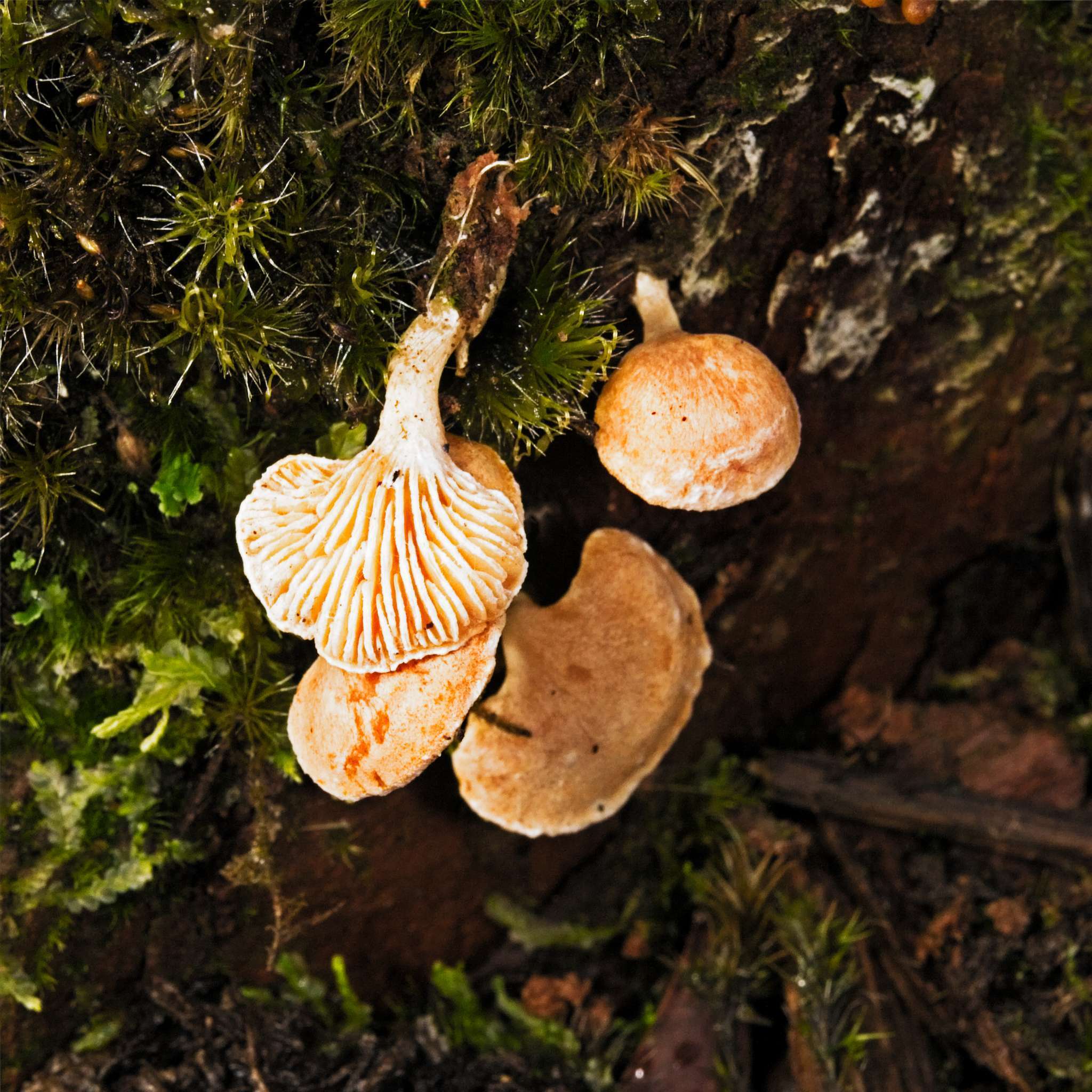 Image of Hohenbuehelia ligulata (E. Horak) J. A. Cooper 2014