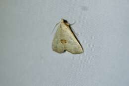 Hemipsectra fallax (Butler 1879)的圖片