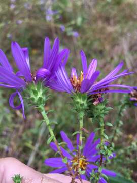 Image of largeflower aster