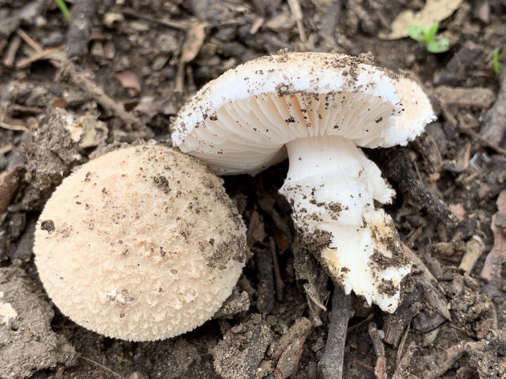 Image of Saproamanita pruittii (A. H. Sm. ex Tulloss, J. Lindgr. & D. Arora) Redhead, Vizzini, Drehmel & Contu 2016