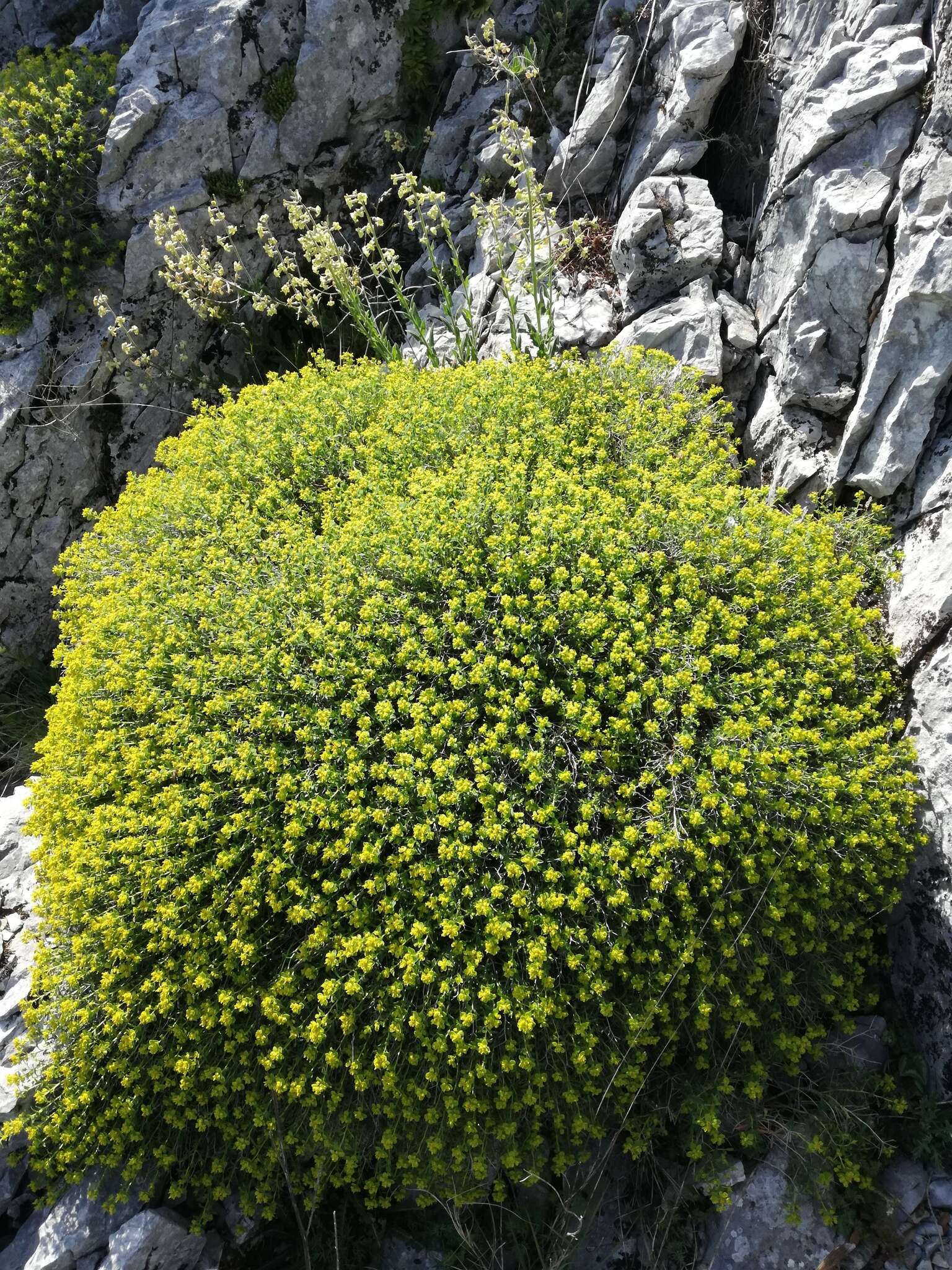 Слика од Euphorbia spinosa L.