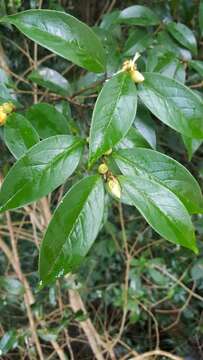 Image of Camellia kissi Wall.