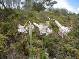 Image de Olsynium biflorum (Thunb.) Goldblatt