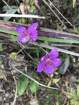 Image of Geranium soboliferum Kom.