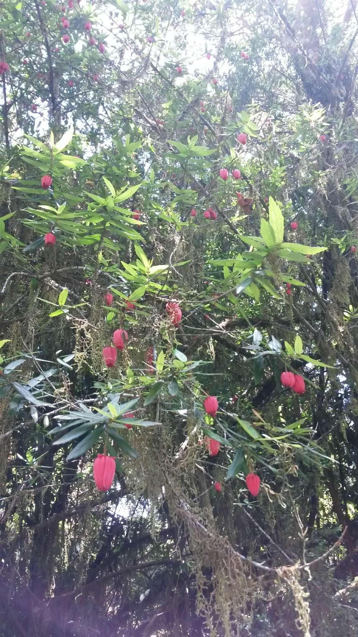 Image of Chilean Lantern Tree