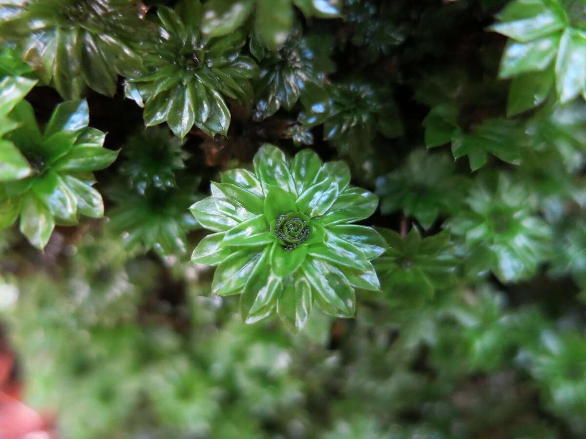 Image of Ontario rhodobryum moss