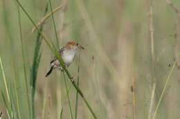 Image of Stout Cisticola