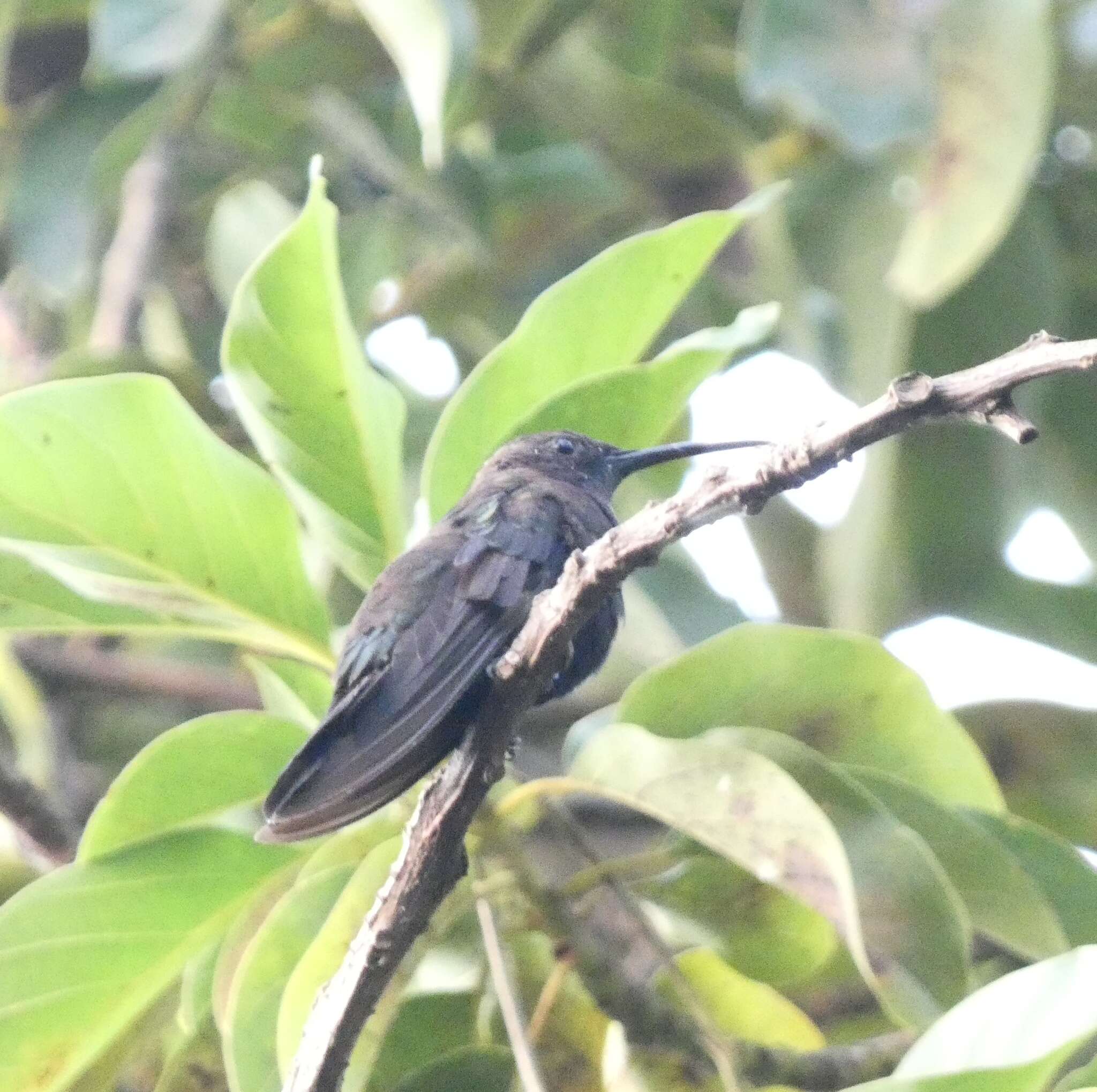 Plancia ëd Anthracothorax mango (Linnaeus 1758)