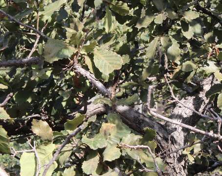 Image of Quercus obtusata Bonpl.