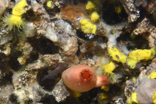 Слика од Corcyrogobius