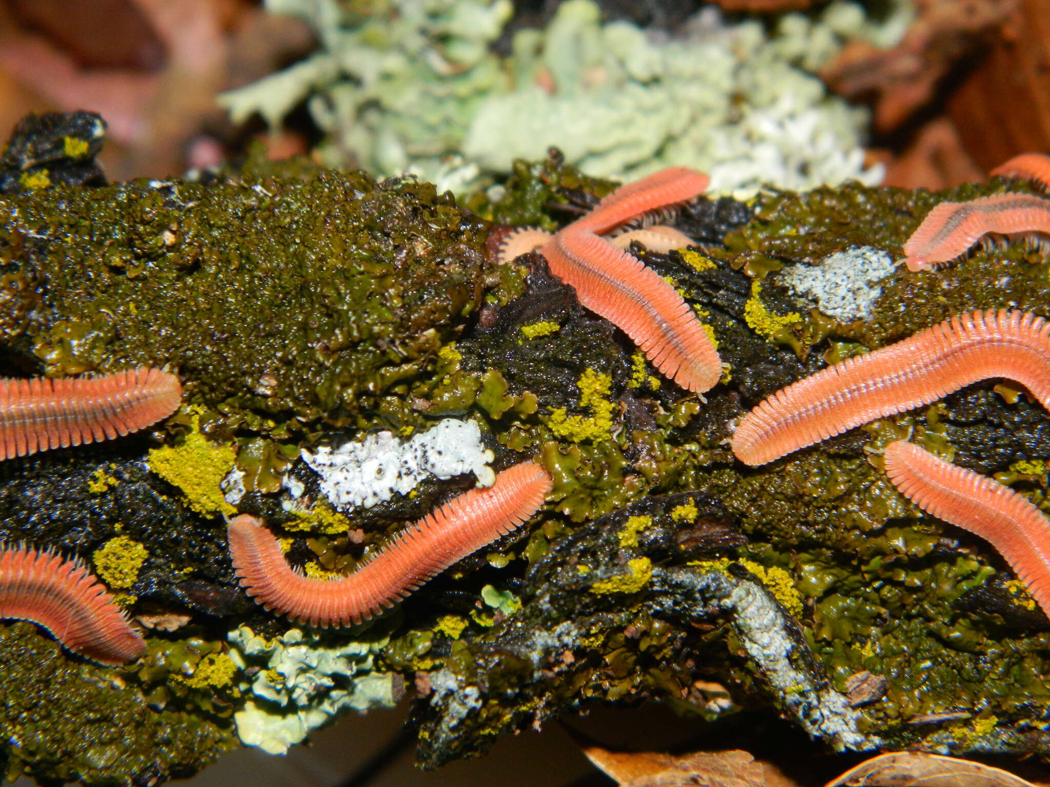 Image of Brachycybe rosea Murray 1877