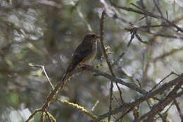 Chloris chloris aurantiiventris (Cabanis 1851) resmi