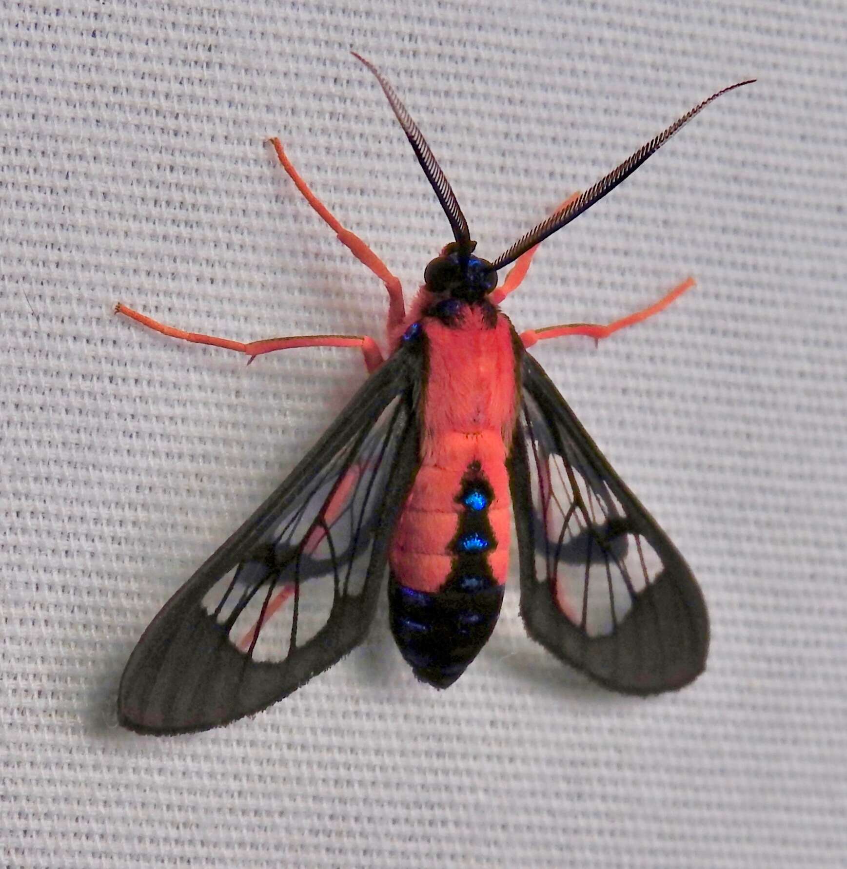 Слика од Cosmosoma myrodora Dyar 1907