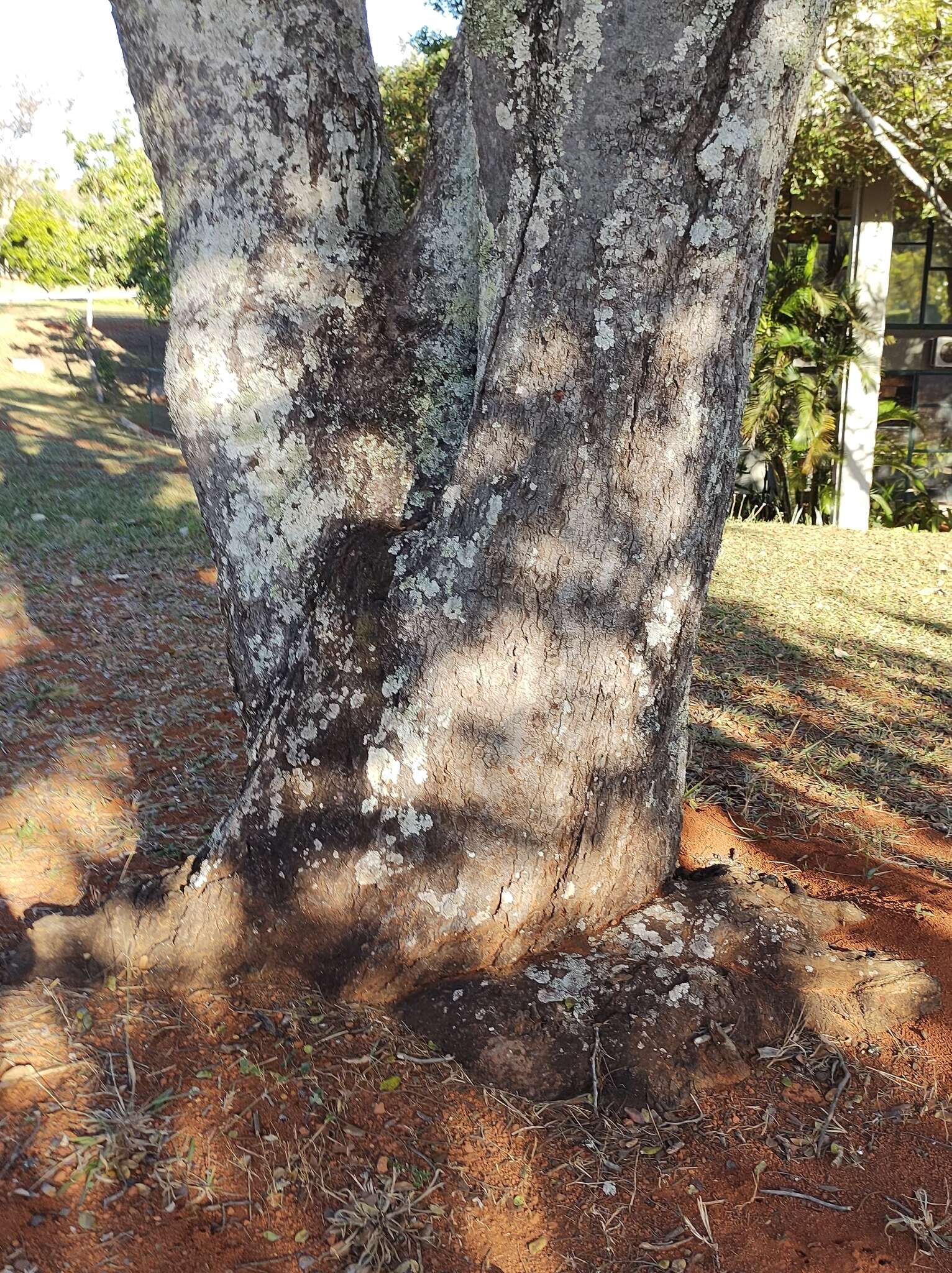 Image of Langsdorf's copaifera