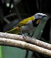 Image of Buff-throated Saltator