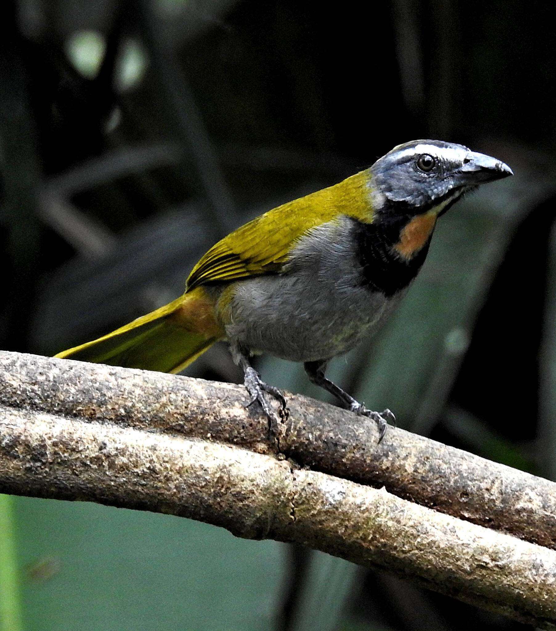 Image of Buff-throated Saltator