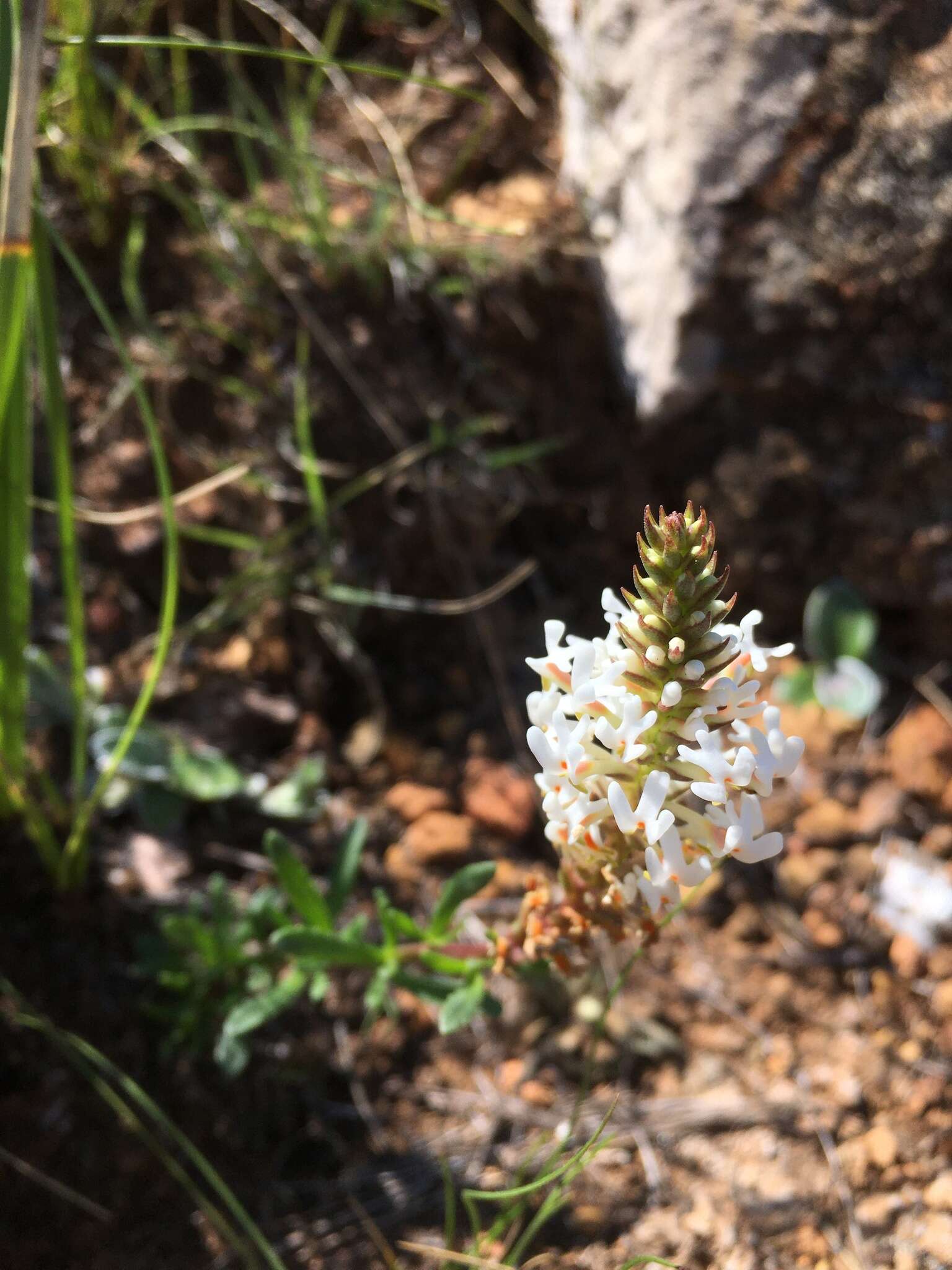 Sivun Hebenstretia comosa Hochst. kuva