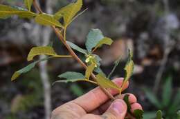 Image of Thouinia tomentosa var. rigidissima (Radlk. & Ekman) F. Votava & A. H. Liogier