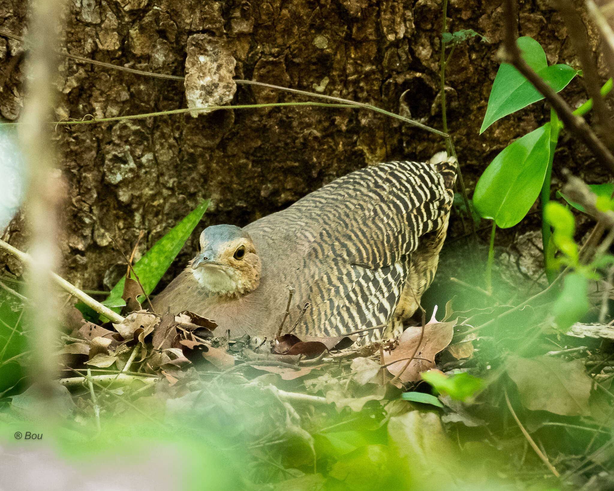 Image of Eastern Thicket Tinamou